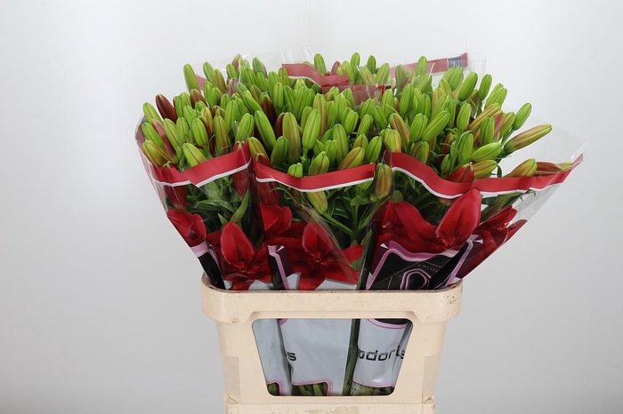 <h4>Li La Corleone</h4>