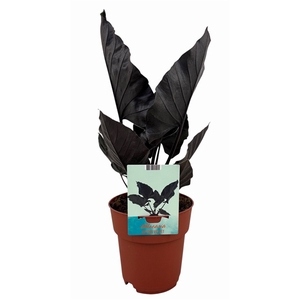 Alocasia Antoro Velvet