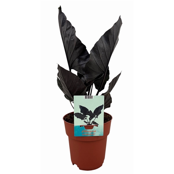 <h4>Alocasia Antoro Velvet</h4>
