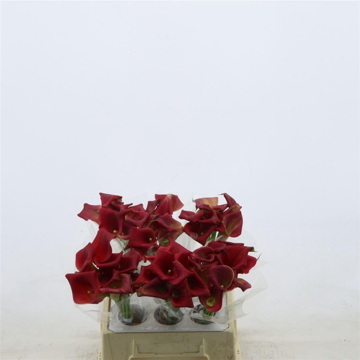 <h4>Calla Bermuda</h4>