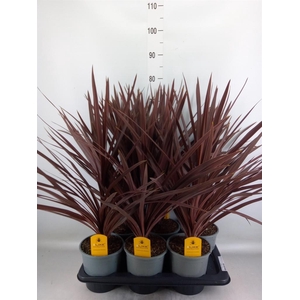 Cordyline austr. 'Red Star'