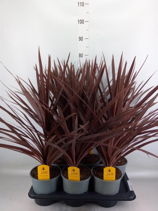 <h4>Cordyline austr. 'Red Star'</h4>