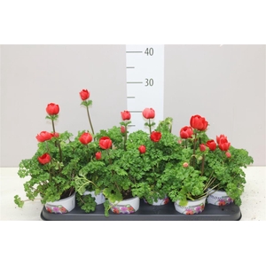 Anemone Coronaria Harmony Scarlet