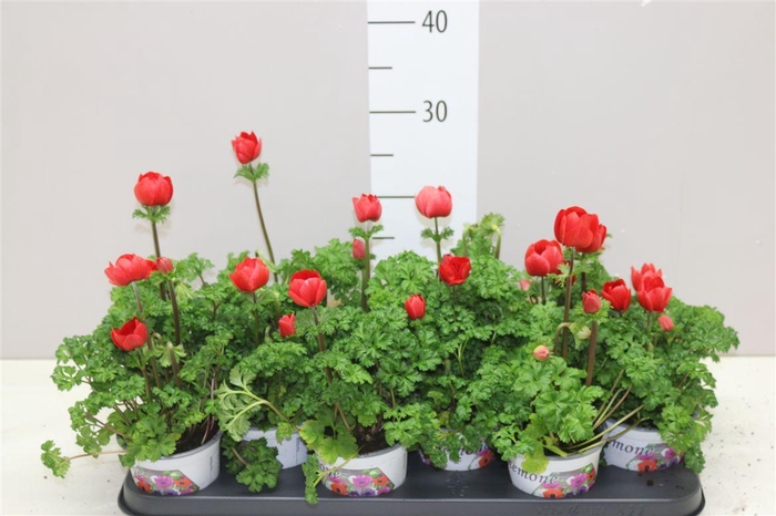 <h4>Anemone Coronaria Harmony Scarlet</h4>
