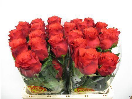 <h4>R Gr Altamira Ll</h4>