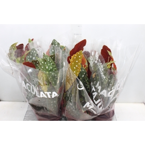 BEGONIA MACULATA P15 PO