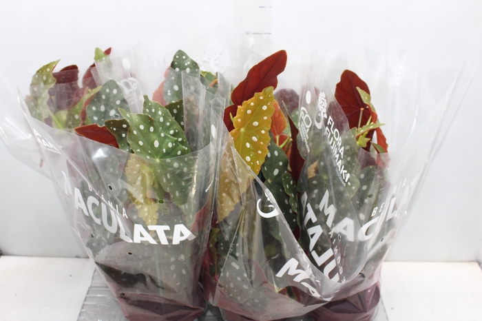 <h4>BEGONIA MACULATA P15 PO</h4>