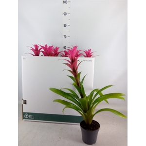 Guzmania  'Freya'