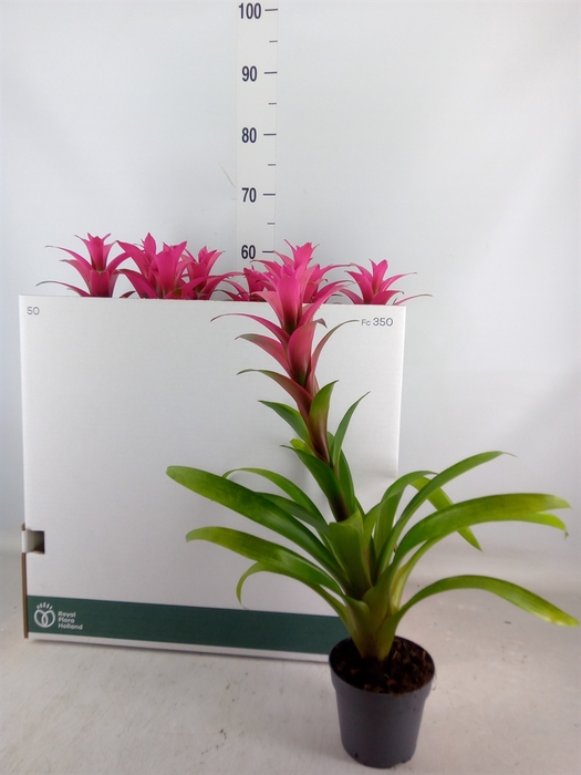 <h4>Guzmania  'Freya'</h4>