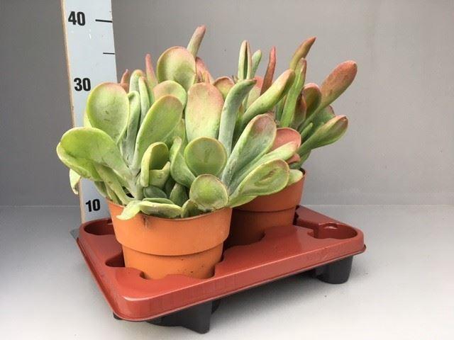 <h4>Kalanchoe NF   ...</h4>