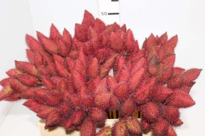 <h4>FOLHAGEM URUCUM</h4>