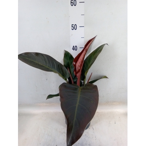 Philodendron  'Imperial Red'