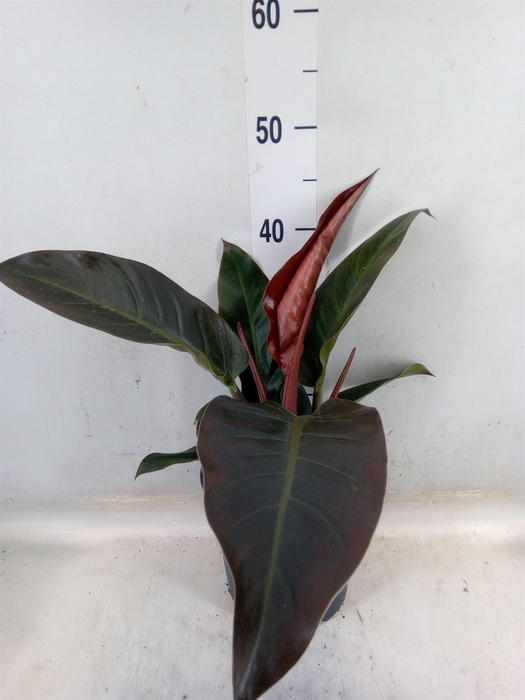 <h4>Philodendron  'Imperial Red'</h4>