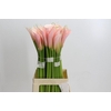 Zantedeschia Eydolls Salmon