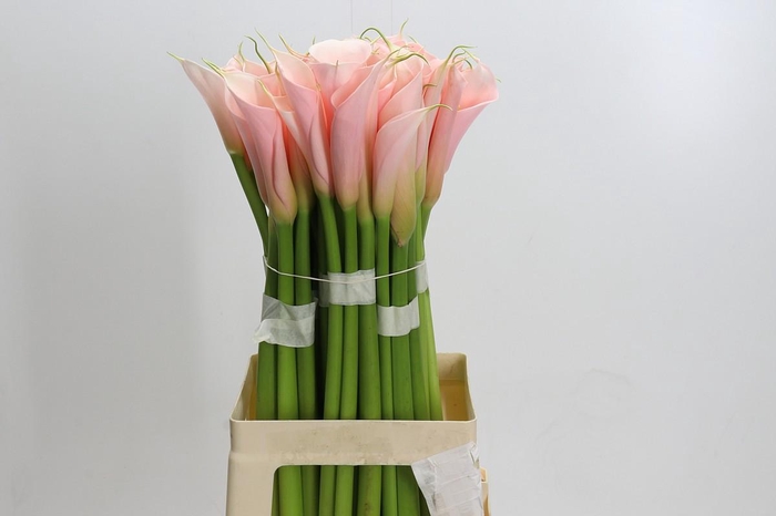 <h4>Zantedeschia Eydolls Salmon</h4>