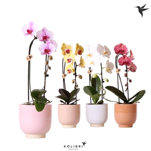 Phal Casc Kolibri Gemengd 1 Tak Keramiek Glazed