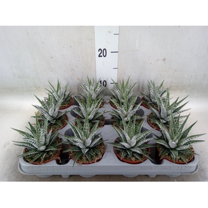 Haworthia fasciala 'Alba'