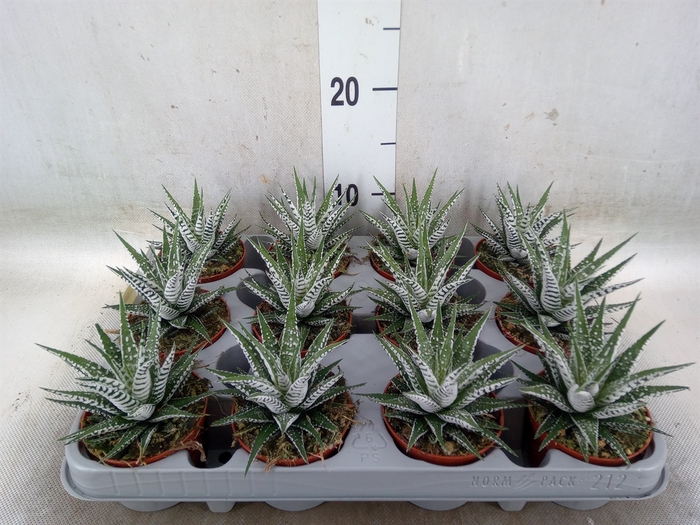 <h4>Haworthia fasciala 'Alba'</h4>