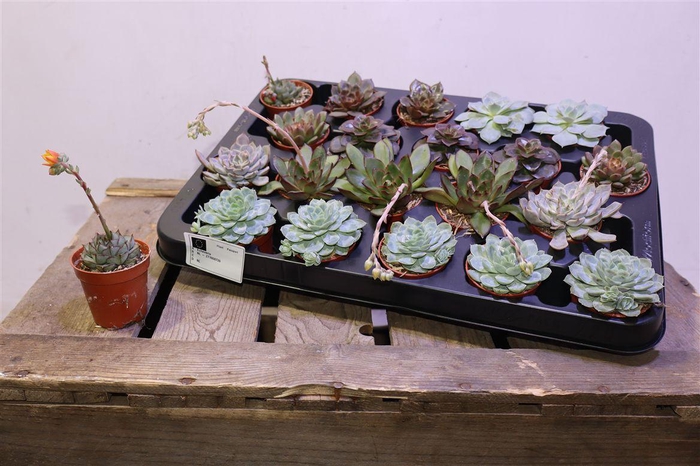 <h4>arr8 Echev Gem</h4>