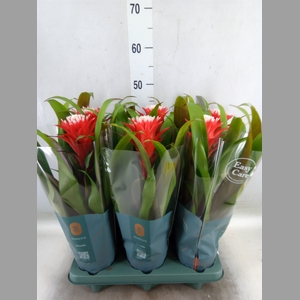 Guzmania  'Hope'