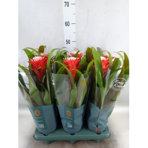 Guzmania  'Hope'