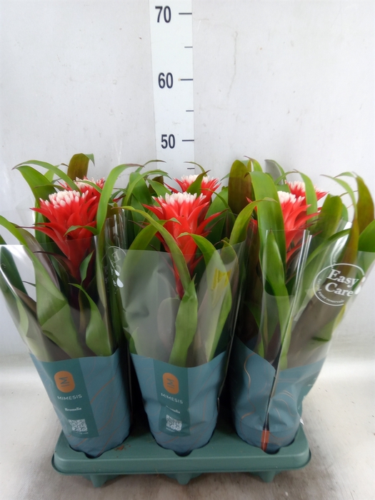 <h4>Guzmania  'Hope'</h4>