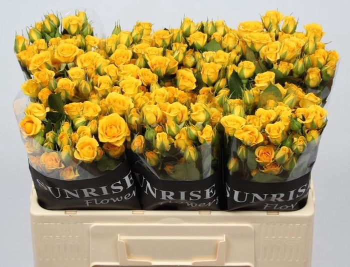 <h4>R TR YELLOW BABE</h4>