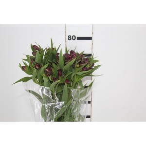 ALSTROEMERIA POMPEII 080 CM