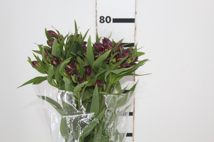 <h4>ALSTROEMERIA POMPEII 080 CM</h4>