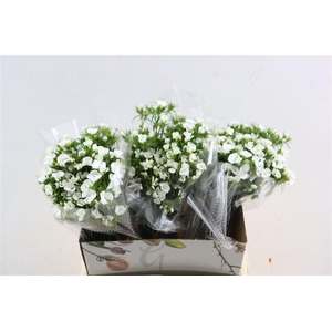 Di Barb Breanthus Hera Wite