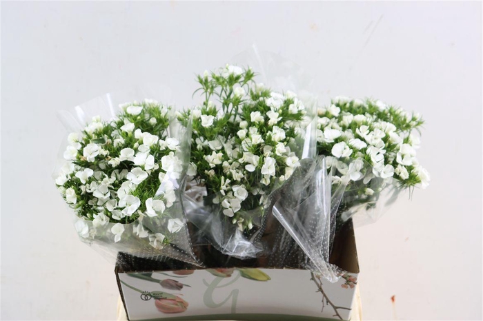 <h4>Di Barb Breanthus Hera Wite</h4>