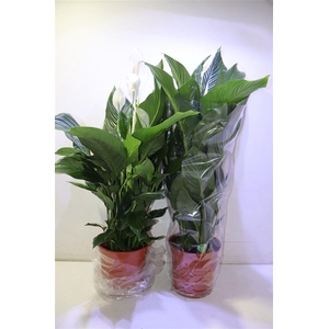 arr8 Spath Sweet Silvana