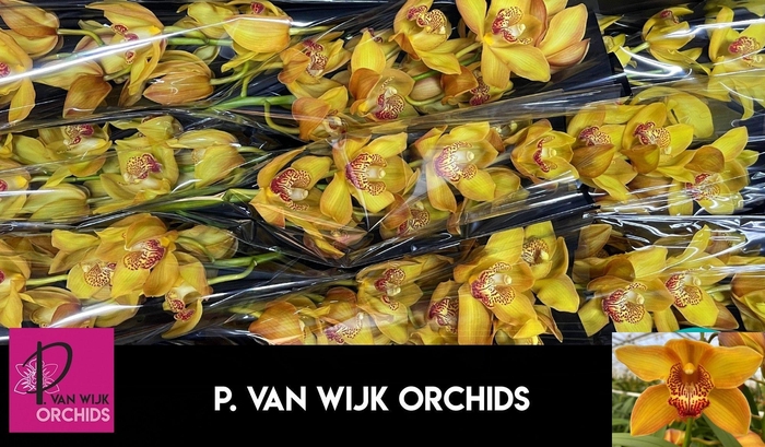 <h4>CYMB T ESTHER</h4>