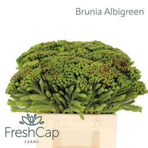 Brunia Albigreen