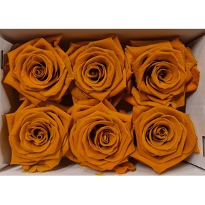 Ro Pres Classic Orange Lime