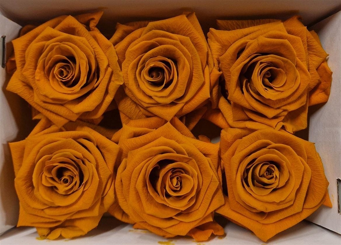 <h4>Ro Pres Classic Orange Lime</h4>