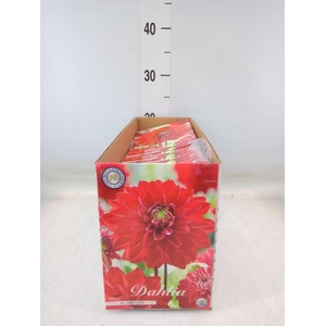 Dahlia   ...flowerbulbs