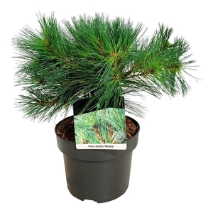 Pinus strobus 'Minima'