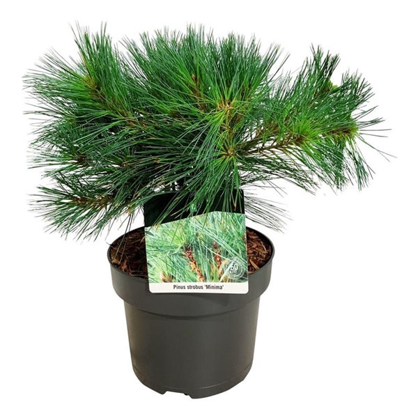 <h4>Pinus strobus 'Minima'</h4>