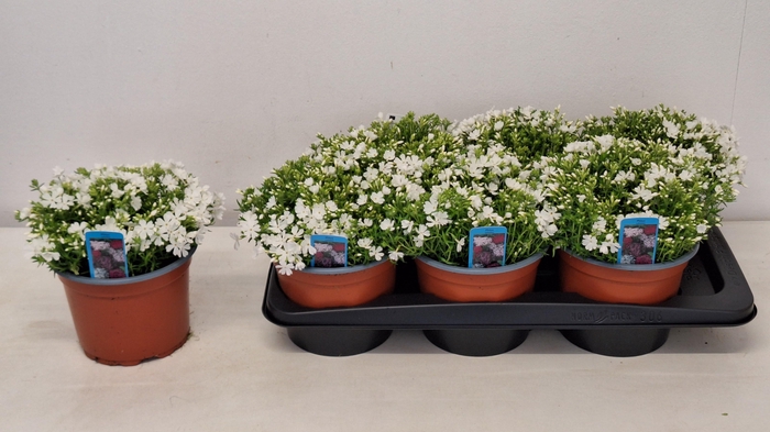 <h4>PHLOX S FAB WHITE</h4>