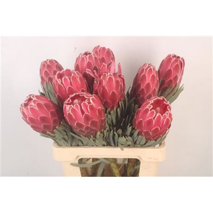 Protea Venus