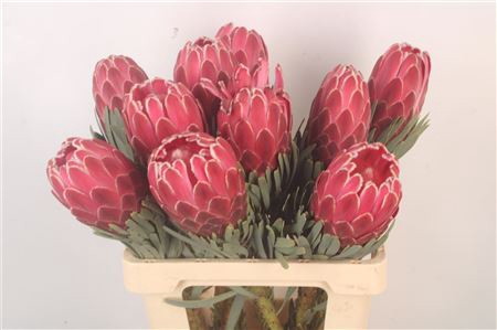 <h4>Protea Venus</h4>