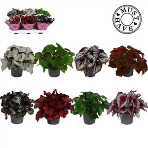 Bladbegonia Rex Gemengd Must Have