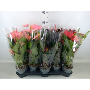 Anthurium   ...mix