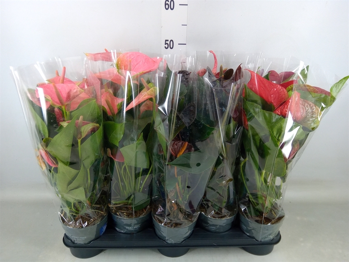 <h4>Anthurium   ...mix</h4>