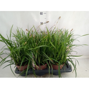 Carex morrowii