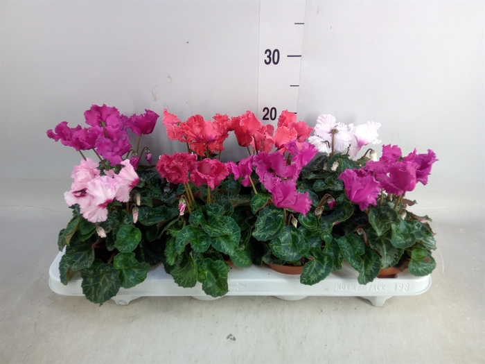 <h4>Cyclamen MD 'Merengue'</h4>