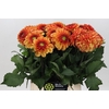 Dahlia American Sunset