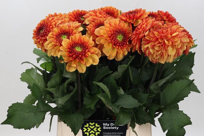 Dahlia American Sunset