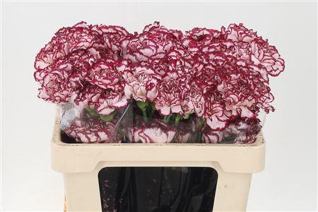 <h4>Di St Std Olympia</h4>